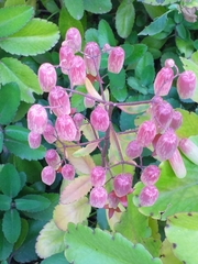 Kalanchoe pinnata