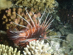 Pterois cincta