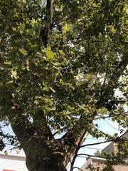 Platanus occidentalis