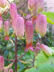 Kalanchoe pinnata