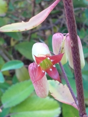 Kalanchoe pinnata