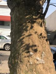 Platanus occidentalis