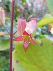 Kalanchoe pinnata