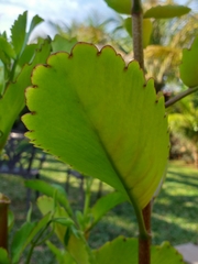 Kalanchoe pinnata