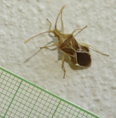 Cletoliturus lituripennis