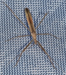 Doldina interjungens