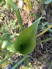Zantedeschia aethiopica