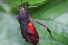 Prionolomia