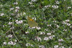 Colias croceus