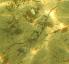 Platycephalus laevigatus