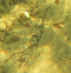 Platycephalus laevigatus