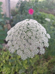 Ammi majus