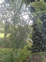 Ammi majus