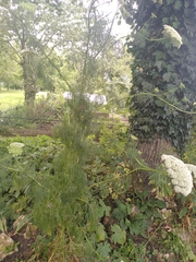 Ammi majus