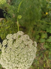 Ammi majus