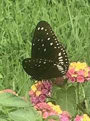 Euploea midamus
