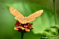 Emesis vulpina