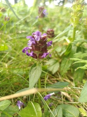 Prunella vulgaris vulgaris
