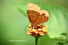 Emesis vulpina