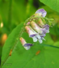 Vicia orobus