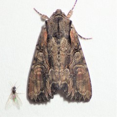 Lacanobia subjuncta