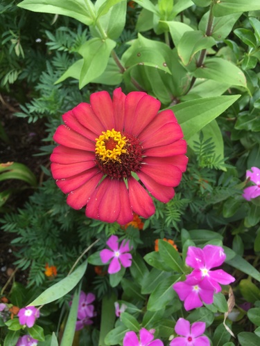 Zinnia elegans image