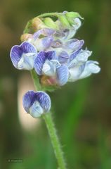 Vicia orobus