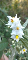 Solanum