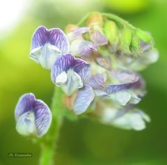 Vicia orobus