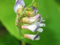 Vicia orobus
