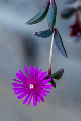 Delosperma vinaceum