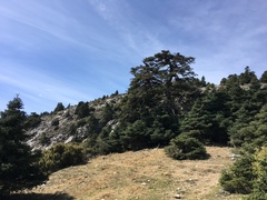Abies pinsapo