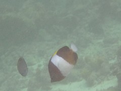 Hemitaurichthys zoster