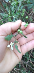 Solanum americanum