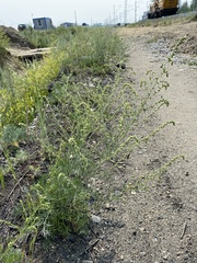 Artemisia pubescens