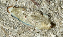 Soleichthys dori