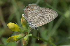 Leptotes pirithous