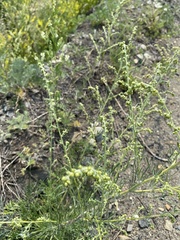 Artemisia pubescens