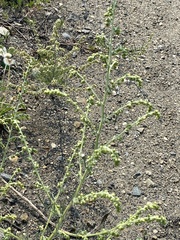 Artemisia pubescens