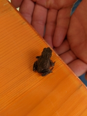 Bufo bufo