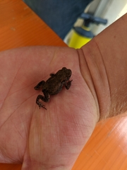 Bufo bufo
