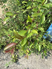 Salix taraikensis