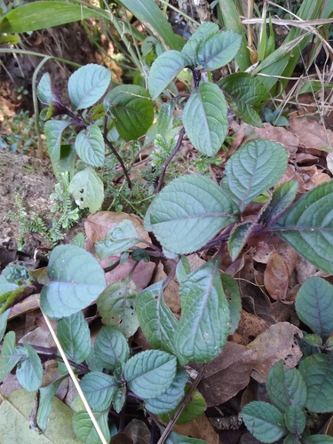Plectranthus ciliatus