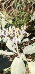 Solanum mauritianum