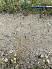 Elymus sibiricus