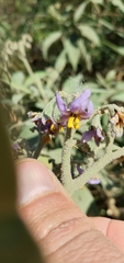 Solanum mauritianum