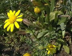 Senecio gallicus