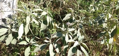 Solanum mauritianum