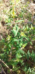 Hypericum connatum
