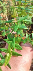 Hypericum connatum
